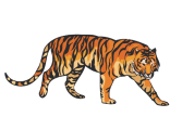 Наклейка тигр 009